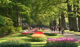 Голландия - город цветов